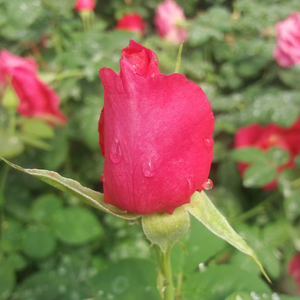 Pоза Сувенир д'Едуард Моберт - розов - Рози Флорибунда
